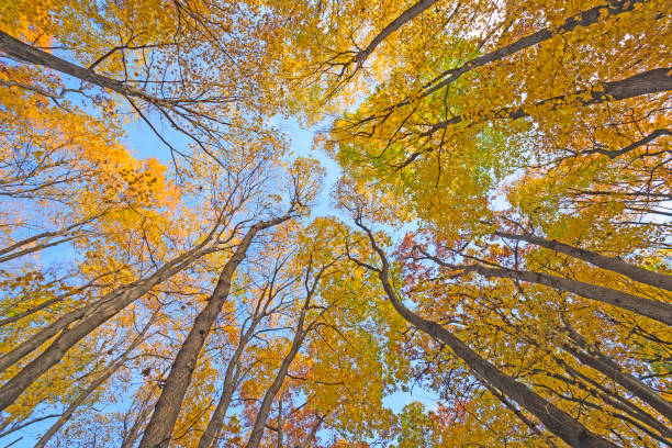 istock Looking up into a Catherdral of Yellow Trees 913895338