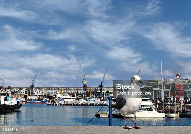 Gaviota Foto de stock y más banco de imágenes de Agua - Agua, Aire libre, Aislado