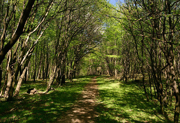 Throught a floresta - fotografia de stock