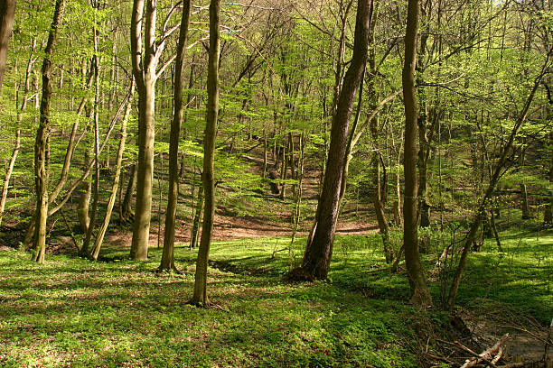 Floresta - fotografia de stock