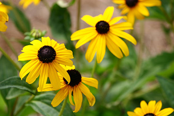 istock Brown Eyed Susans 91390039