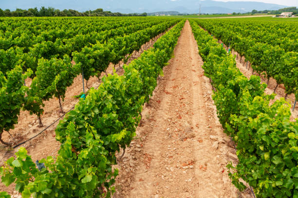 istock Vineyards in Provance, France 913903470
