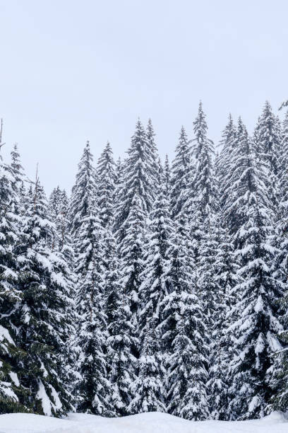 istock Winter landscape near Vogel ski center 913903504