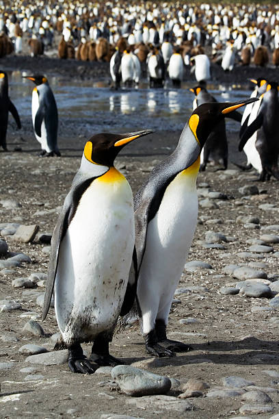 istock King Penguins and Penguin Colony 91390500