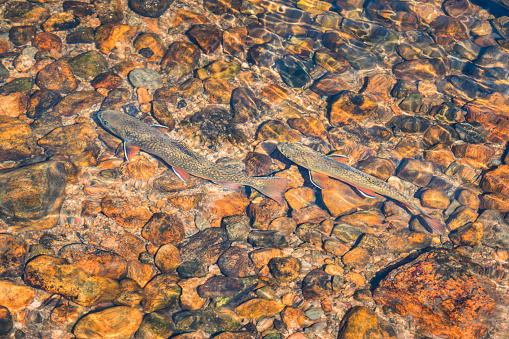 Brook trout swim in a clear creek in Rocky Mountains National Park Colorado USA