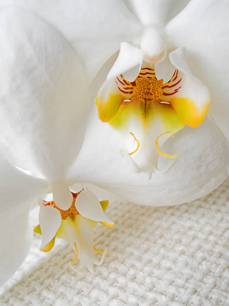 Cтоковое фото белая орхидея