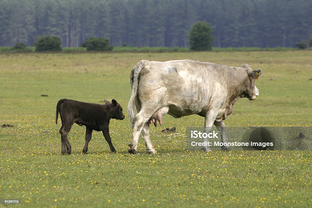 Ganado en New Forest, Inglaterra - Foto de stock de New Forest libre de derechos