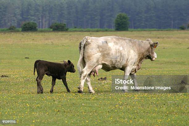 牛のニューフォレスト英国 - ニューフォレストのストックフォトや画像を多数ご用意 - ニューフォレスト, 子牛, イギリス