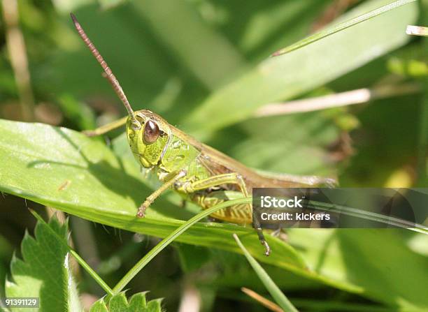 Saltamontes Macro Foto de stock y más banco de imágenes de Aire libre - Aire libre, Animal, Brizna de hierba