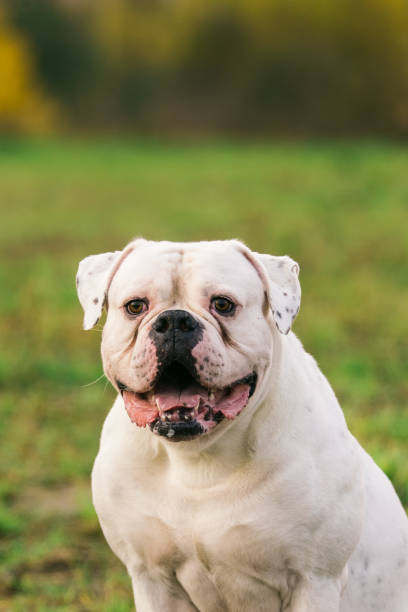 istock Big white dog on walk 913911864