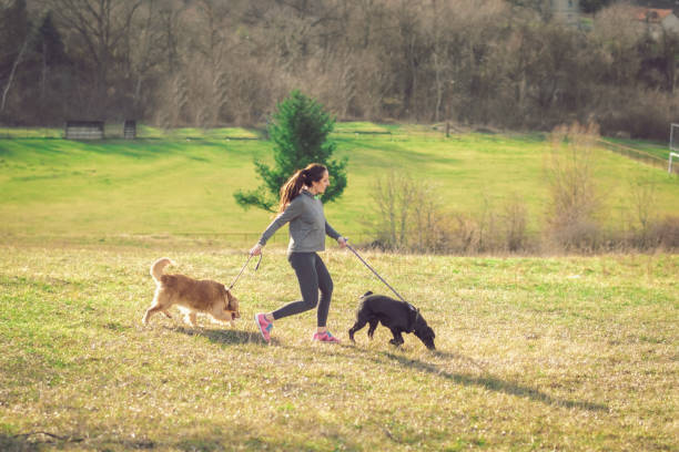 istock Young woman jogging with two dogs 913912196