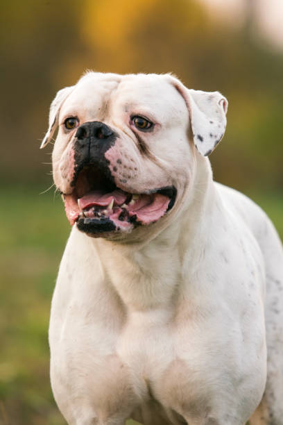 istock Big white dog on walk 913912410
