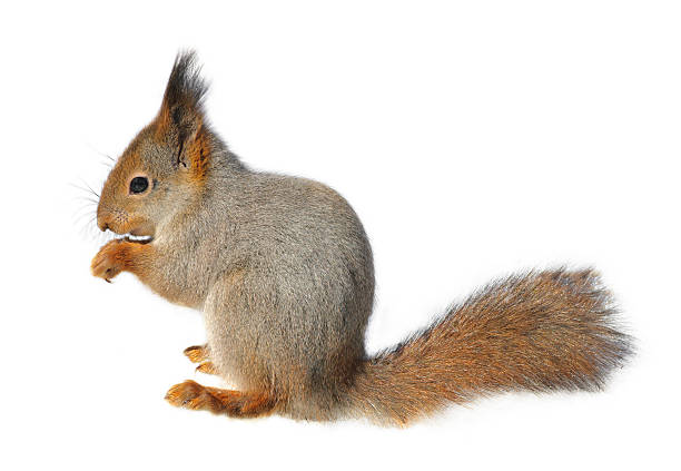 squirrel (isolated) stock photo