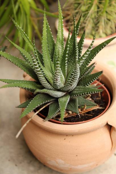 istock Beautiful and Colorful Haworthia pots 913917288