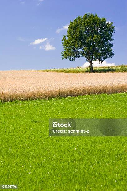 Foto de Árvore Solitária e mais fotos de stock de Agricultura - Agricultura, Ajardinado, Alemanha