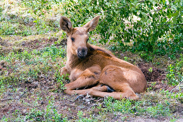 Baby elk Festlegung – Foto