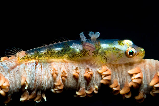 istock Parasitic Crustacean Copepod on Wire Coral Goby Bryaninops yongei 91392477