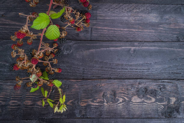 .ripe blackberry with leaves on a wooden cutting board in a white ceramic plate on concrete background place for text
