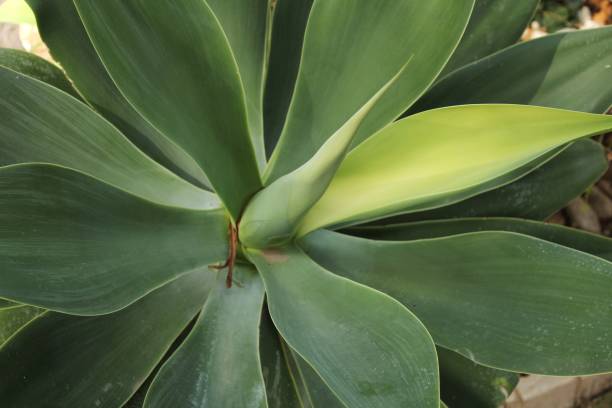 istock Agave attenuata plant in the garden 913931064