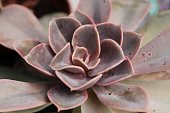 bunte-echeveria-pflanze-im-garten.jpg?b=1&s=170x170&k=20&c=ppdBaEhX4rGhowBsToab4-FodJJOmoekPvf97s_2y_8=