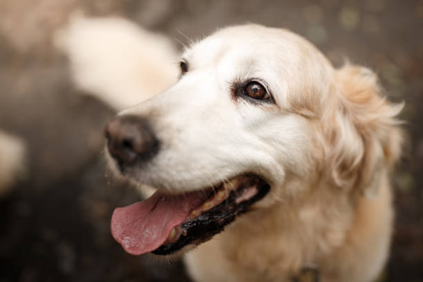 Old golden retriever dog seen from above.