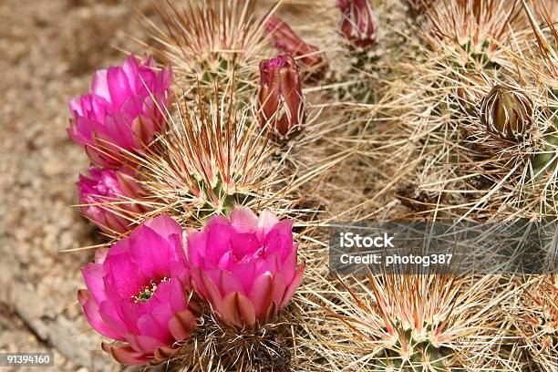 Photo libre de droit de Cactus Hérisson Fleurs banque d'images et plus d'images libres de droit de Cactus - Cactus, Cactus fraise, Cactus hérisson