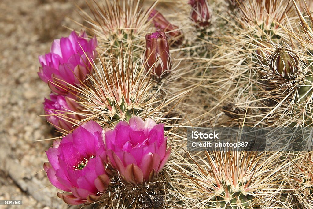 Echinocereus triglochidiatus fiori - Foto stock royalty-free di Cactus