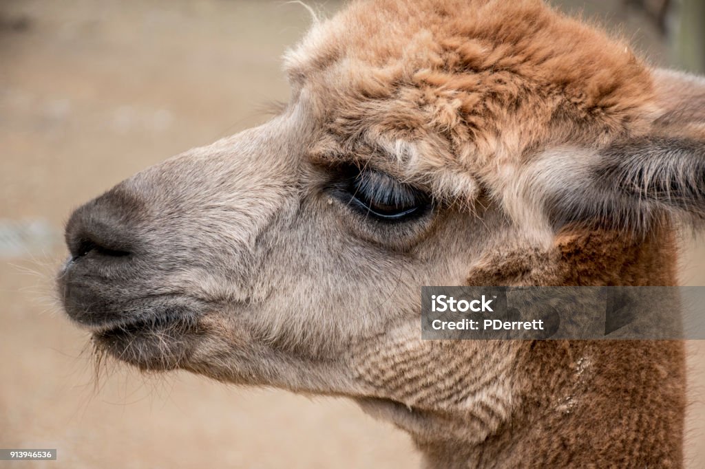 Head of Alpacca Head of Alpacca  looking for food. Animal Stock Photo