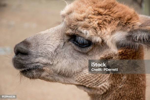 Head Of Alpacca Stock Photo - Download Image Now - Animal, Animal Body Part, Animal Eye