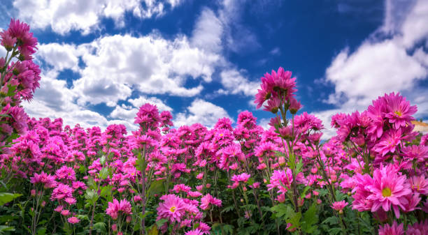 istock Purple daisy flower field blooming in spring morning 913947124