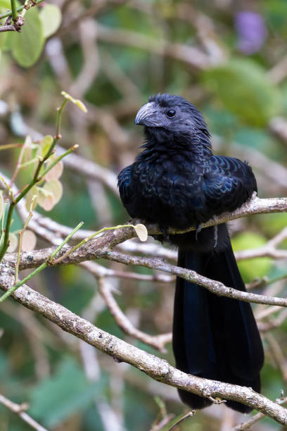 istock Cute little black birds 913947258
