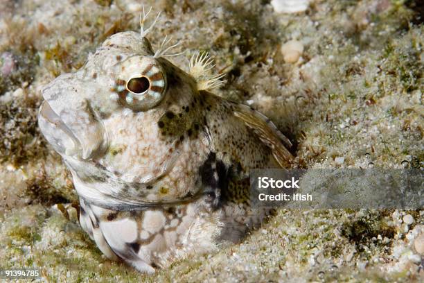 Jewelled Blenny On Top Of The Reef In Shallow Water Stock Photo - Download Image Now