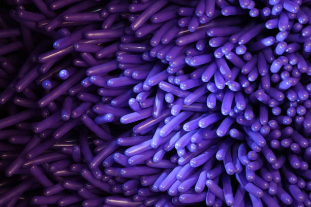 istock Long purple balloons 913947852