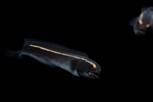 istock golden eye - juvenile Convict Blenny 91395024