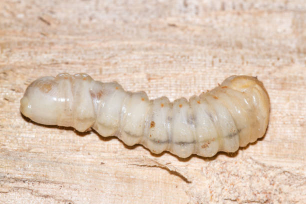 istock larvae growing in tropical hardwood 913950268