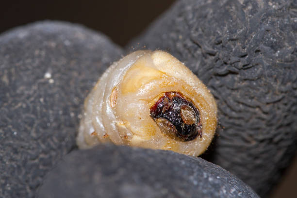 istock larvae growing in tropical hardwood 913950304
