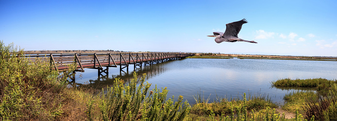 Great blue heron over a Bridge along the peaceful and tranquil marsh of Bolsa Chica wetlands in Huntington Beach, California, USA