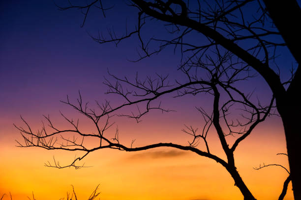 istock Silhouette of Bare Tree Branches on Sky in the Background.The rising sun with a deadly tree.Thailand. 913951386