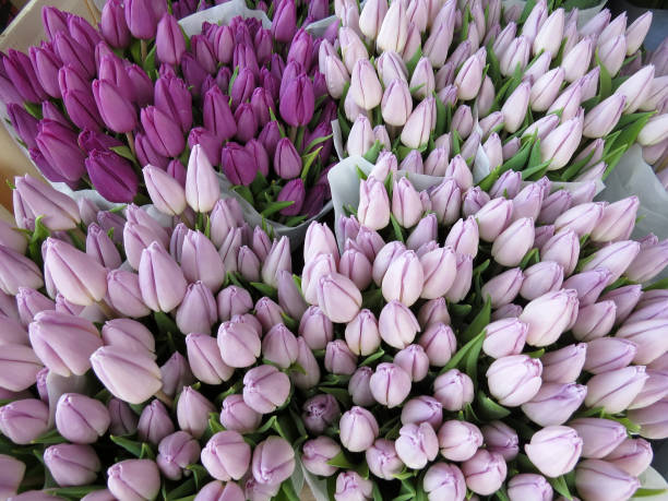 istock Mauve and purple tulips 913954604