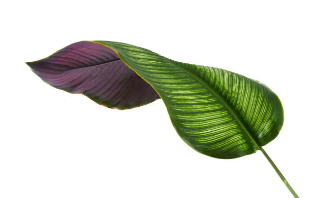 листья калатея орната (pin-stripe calathea), тропическая листва изолирована на белом фоне, с вырезкой пути - large leaf стоковые фото и изображения