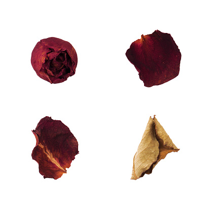 Dry red rose, petal and leaves, Dried rose flower isolated on white