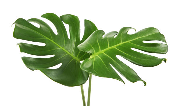 Monstera deliciosa leaf or Swiss cheese plant, isolated on white background, with clipping path Monstera deliciosa leaf or Swiss cheese plant, isolated on white background monstera photos stock pictures, royalty-free photos & images
