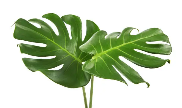 Monstera deliciosa leaf or Swiss cheese plant, isolated on white background