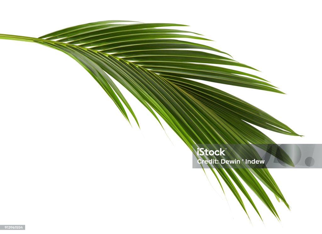 Coconut leaves or Coconut fronds, Green plam leaves, Tropical foliage isolated on white background with clipping path Coconut leaves or Coconut fronds, Green plam leaves, Tropical foliage isolated on white background Leaf Stock Photo