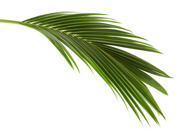 coconut leaves or coconut fronds, green plam leaves, tropical foliage isolated on white background with clipping path - palm leaf leaf palm tree frond imagens e fotografias de stock