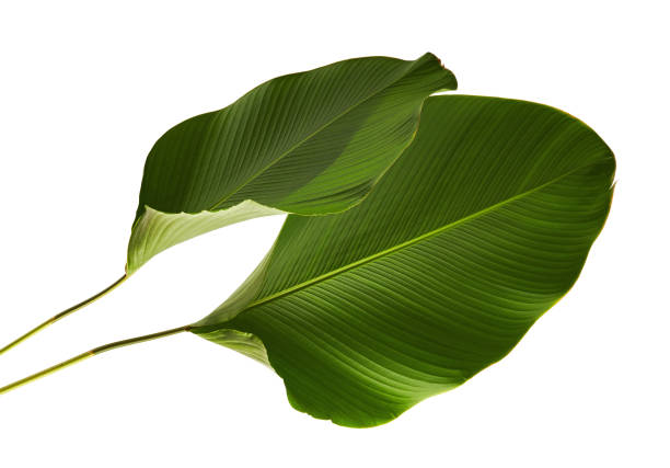 istock Calathea lutea foliage, (Cigar Calathea, Cuban Cigar), Exotic tropical leaf, Calathea leaf, isolated on white background with clipping path 913961736