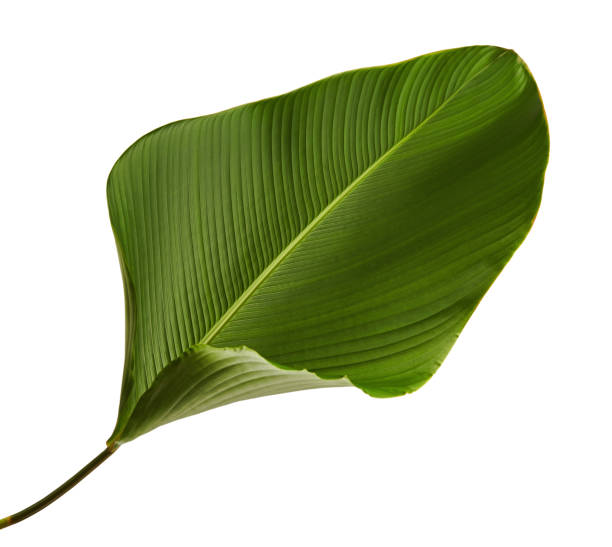 istock Calathea lutea foliage, (Cigar Calathea, Cuban Cigar), Exotic tropical leaf, Calathea leaf, isolated on white background with clipping path 913961754