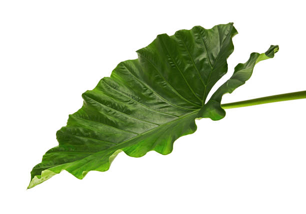 istock Alocasia odora foliage (Night-scented lily or Giant upright elephant ear), Exotic tropical leaf, isolated on white background with clipping path 913961780
