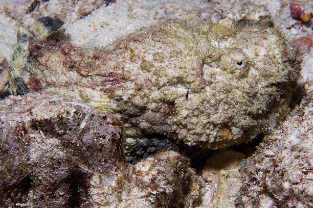 istock What a camouflage! Where is the Reef Stonefish? 91396944