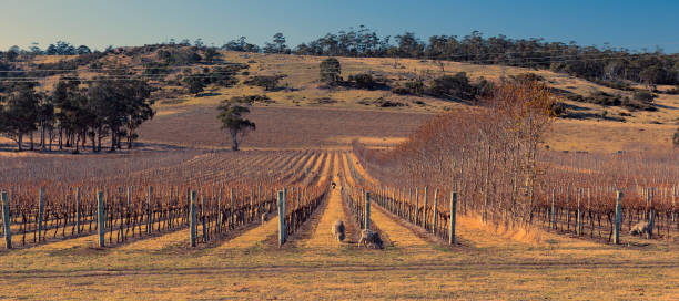 istock Sheep on the farm during the day. 913971920